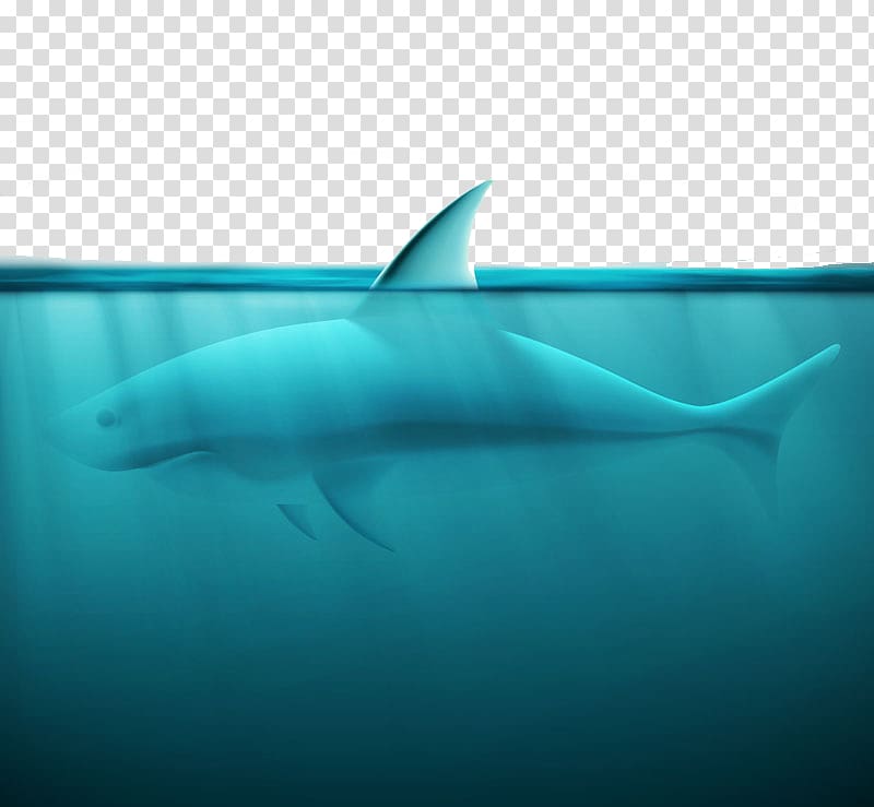 Great white shark Spinner dolphin Squaliformes Tiger shark, Ocean shark design material transparent background PNG clipart