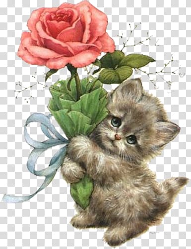 cat transparent background PNG clipart