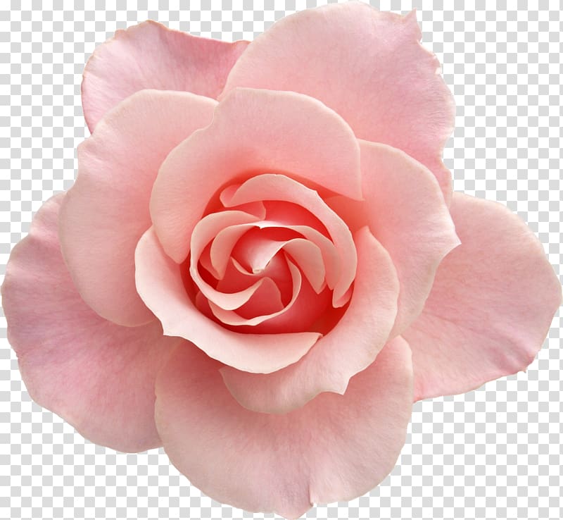 pink and white roses background