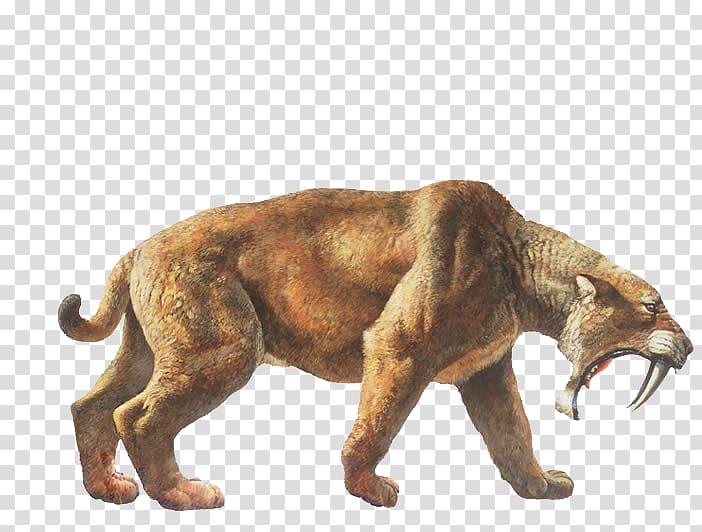 Tiger La Brea Tar Pits Felidae Saber-toothed cat, tiger transparent background PNG clipart