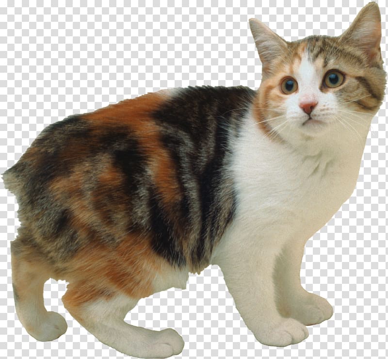 Manx cat Bengal cat American Curl Cymric cat Japanese Bobtail, Cat transparent background PNG clipart