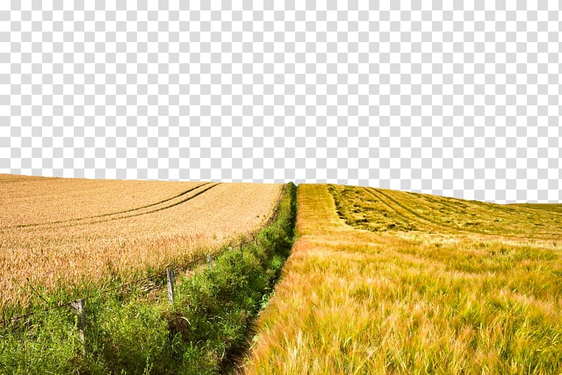 Wheat Cereal Field, Yellow wheat field transparent background PNG clipart