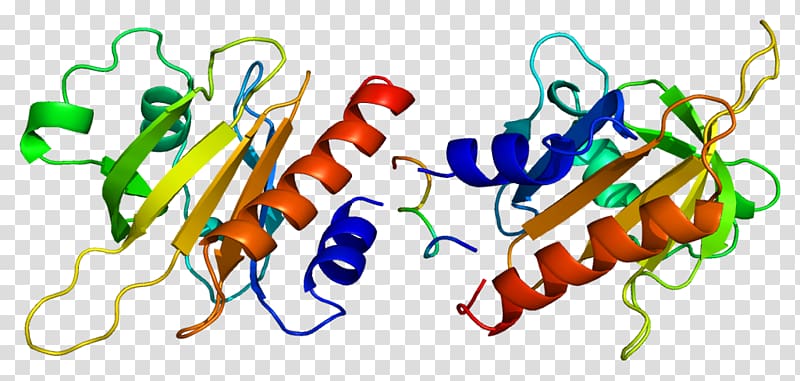 Profilin 1 Actin Protein Structure, others transparent background PNG clipart