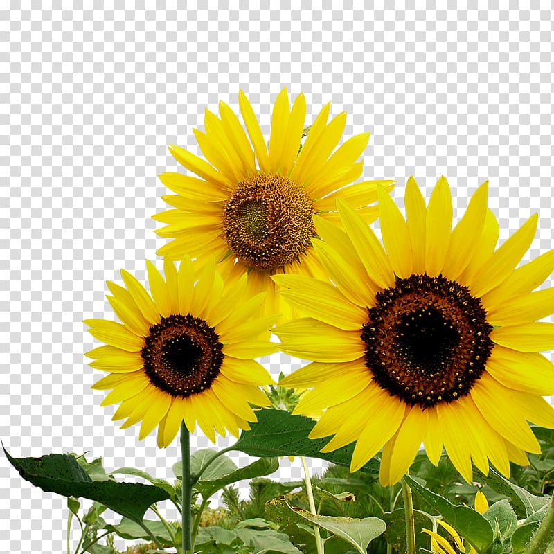 Common sunflower Bee Euclidean , Yellow sunflower decorative pattern transparent background PNG clipart