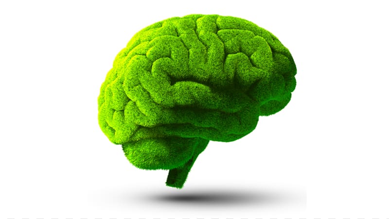 Brain Green , Brain transparent background PNG clipart