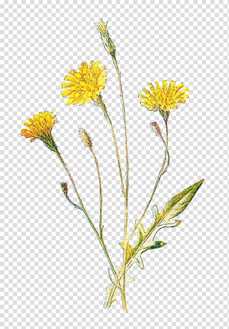 Wildflowers of North America: A Guide to Field Identification , wild flower transparent background PNG clipart