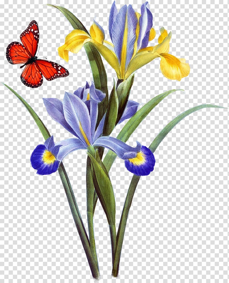 Alibaba.com Wood carving Price Discounts and allowances, Dwarf Iris transparent background PNG clipart
