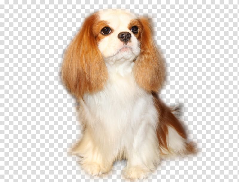 Cavalier King Charles Spaniel Phalène Puppy Dog breed, puppy transparent background PNG clipart