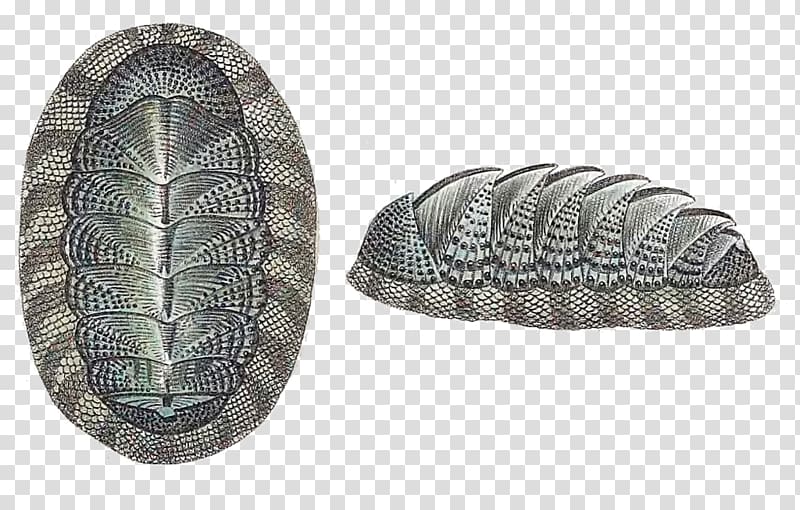 Chitons Snakeskin chiton Chiton magnificus Voyage de la corvette l\'Astrolabe Oval, hairy man transparent background PNG clipart