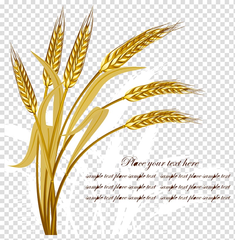 wheat grass with text overlay, Wheat Harvest Crop, Golden wheat transparent background PNG clipart