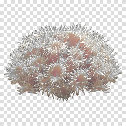white sea anemone illustration, Coral reef Deep-water coral Sea anemone, coral transparent background PNG clipart