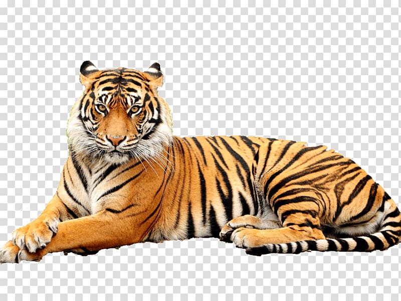 Bengal tiger, United States Lion Paper Bengal tiger ROLJACK ASIA LIMITED, tiger transparent background PNG clipart