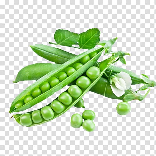 Snow pea Snap pea Seed Vegetable Green bean, vegetable transparent background PNG clipart