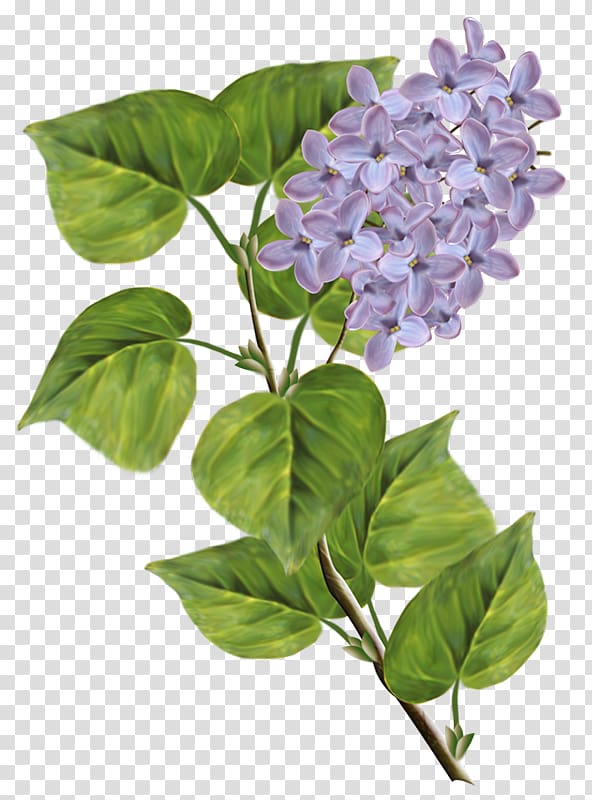 Syringa xd7 persica , Lilac transparent background PNG clipart