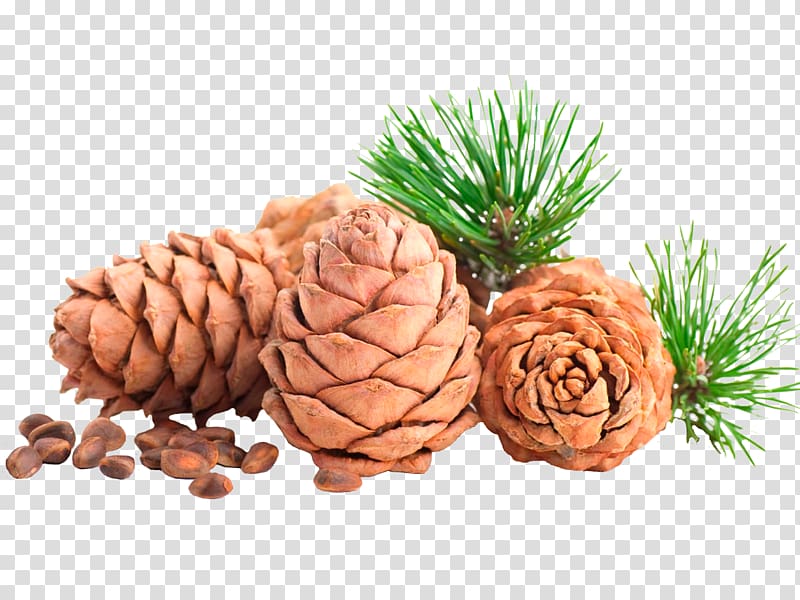 Pine nut oil Conifer cone Pine oil, pine cone transparent background PNG clipart