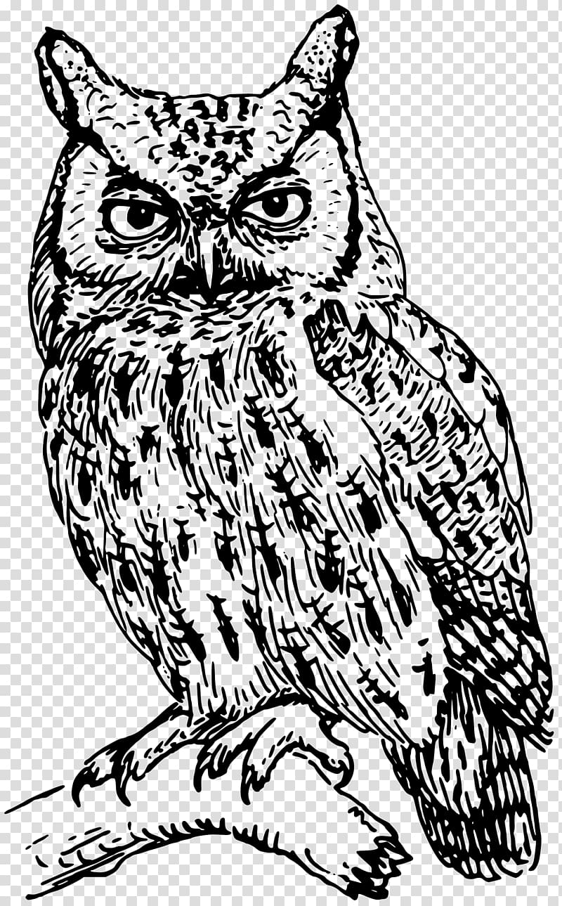 Barred Owl , owl transparent background PNG clipart