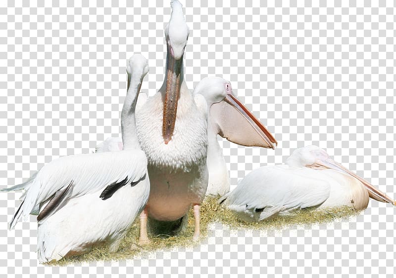 Bird Pelican Duck Crane Animal, White Swan transparent background PNG clipart