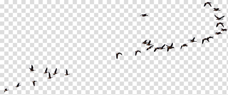 Bird Goose American crow Flight, Bird transparent background PNG clipart