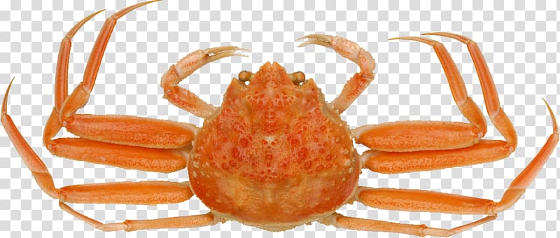 Snow crab Red king crab Food Chinese mitten crab, Delicious crab transparent background PNG clipart