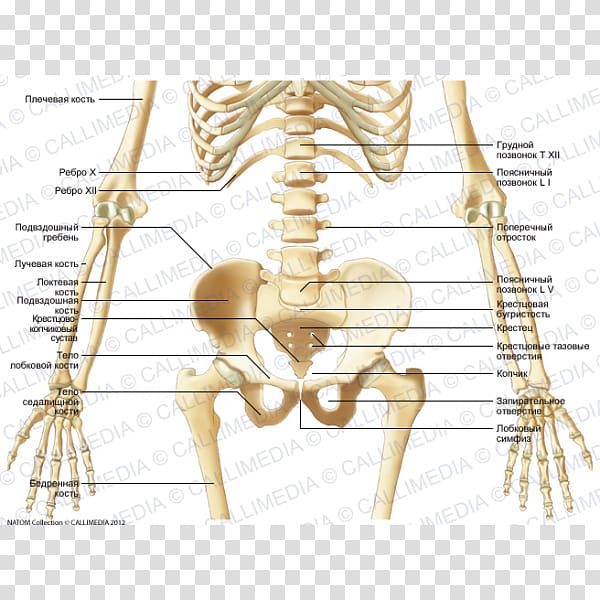 Bone Human skeleton Abdomen Pelvis, Skeleton transparent background PNG clipart