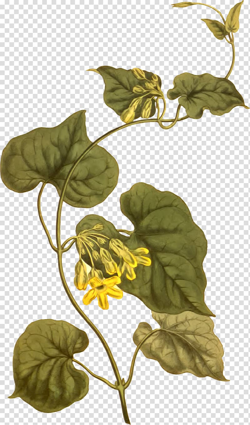Telosma cordata Leaf Taxon Telosma africana Botany, floral creeper transparent background PNG clipart