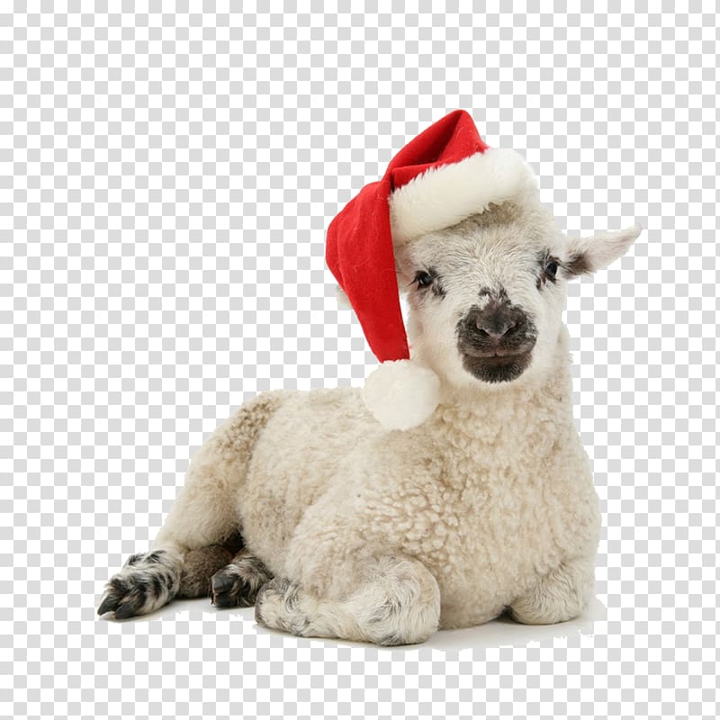 Santa Claus Kitten Dog Christmas Puppy, cute sheep transparent background PNG clipart