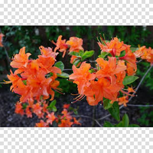 Azalea Rhododendron Tree, tree transparent background PNG clipart