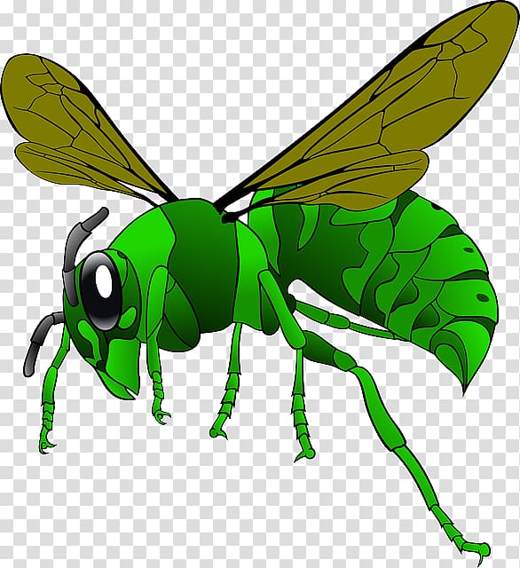 Green Hornet Bee , bee transparent background PNG clipart