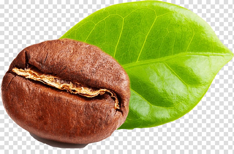 Green coffee extract Green tea Coffee bean, coffee beans transparent background PNG clipart