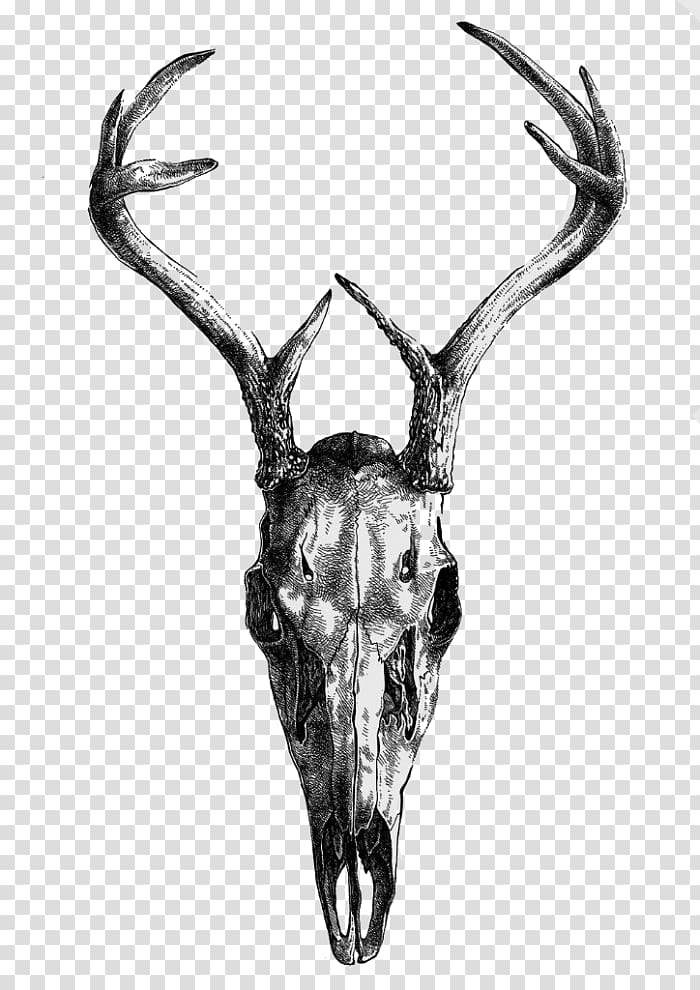 Drawing Skull, skull transparent background PNG clipart