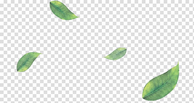 Green tea Matcha Leaf, matcha transparent background PNG clipart