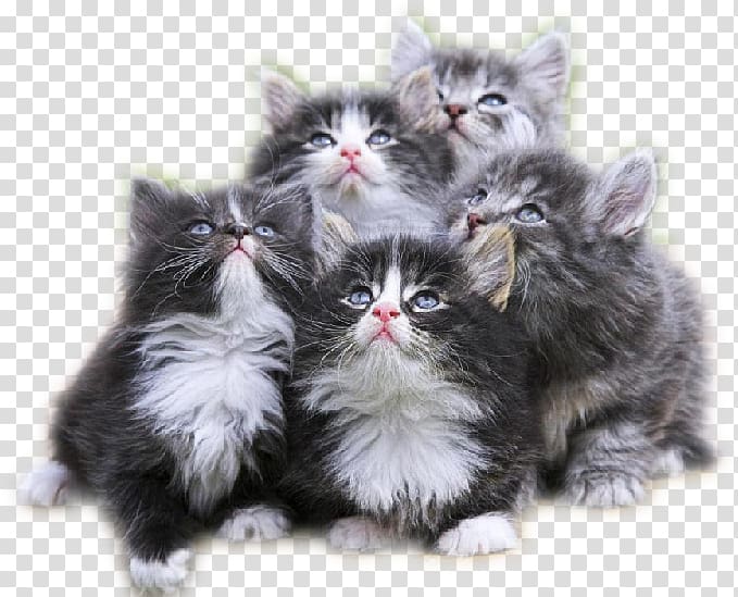 Kitten Ragdoll Munchkin cat Siamese cat Puppy, kitten transparent background PNG clipart