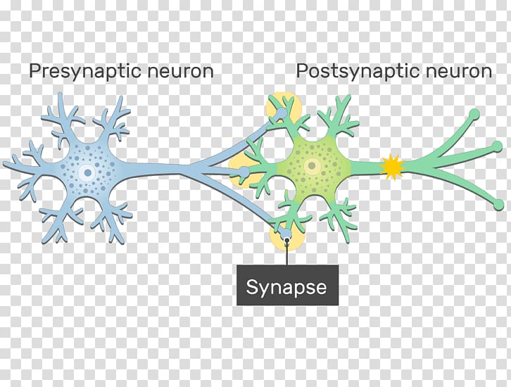 Electrical synapse Neuron Gap junction Postsynaptic potential, neuron cell membrane transparent background PNG clipart