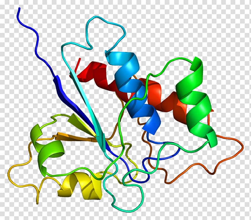 Protein phosphatase ACP1 Enzyme, others transparent background PNG clipart