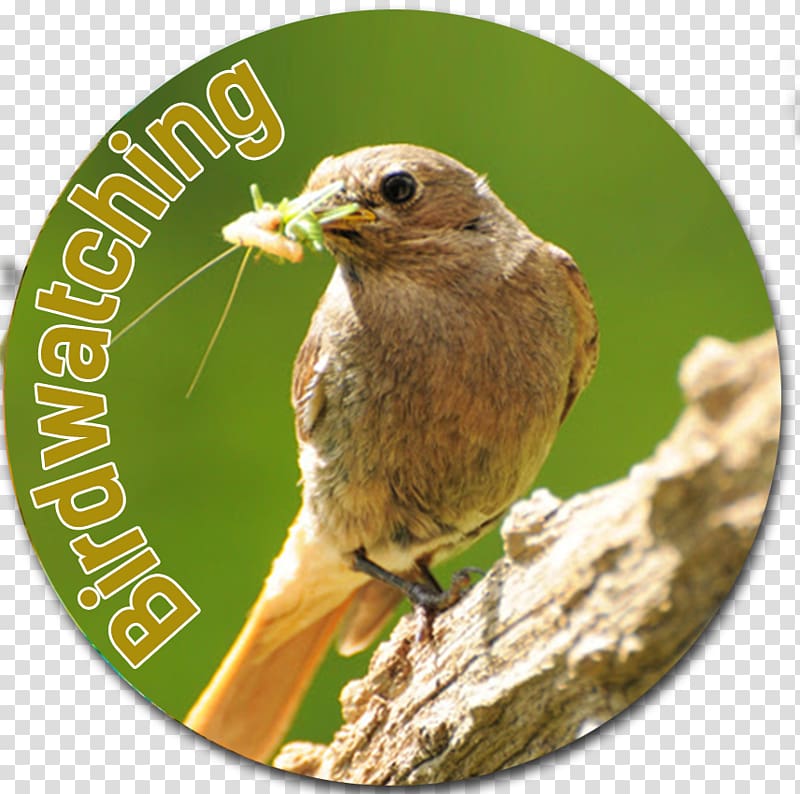 Ortolan Bunting Finches Wren Beak, bird watching transparent background PNG clipart