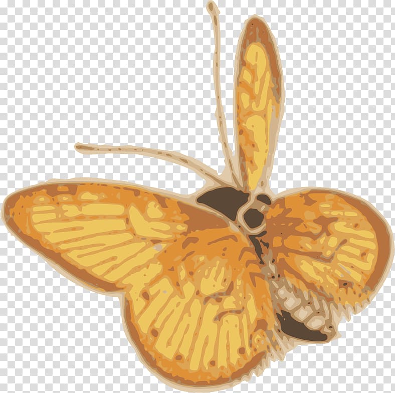 Butterfly Moth Insect 2 Sand Dollar Orange giant sulphur, butterfly transparent background PNG clipart