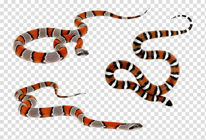 Kingsnakes Reptile Ptyas korros Venomous snake, snake transparent background PNG clipart