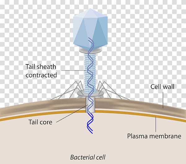 Bacteriophage Bacterial cell structure Infection Virus, leave the material transparent background PNG clipart
