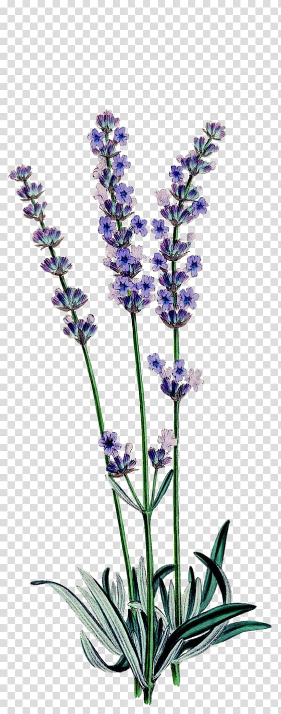 purple lavenders , English lavender Botanical illustration Botany Drawing Lavender oil, lavander transparent background PNG clipart