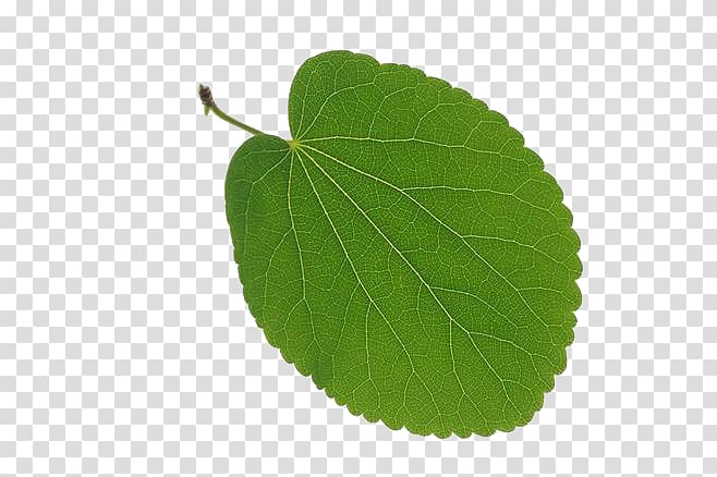 Leaf Tree Vascular bundle Deciduous, Leaves 9 transparent background PNG clipart