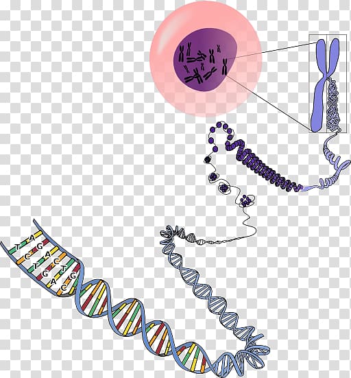 RNA Chromosome Genetics DNA, others transparent background PNG clipart