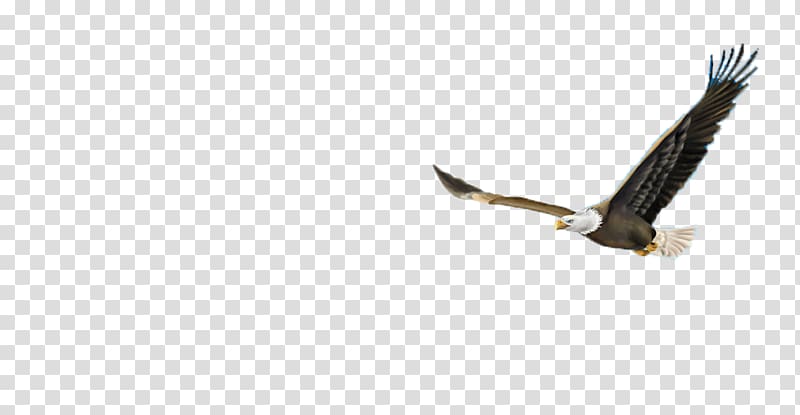 Eagle Beak, Flying eagle transparent background PNG clipart