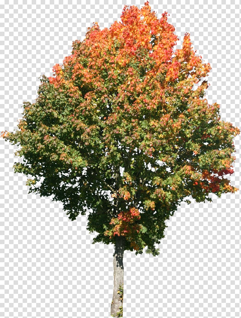 Tree Maple Texture mapping 3D computer graphics, trees transparent background PNG clipart