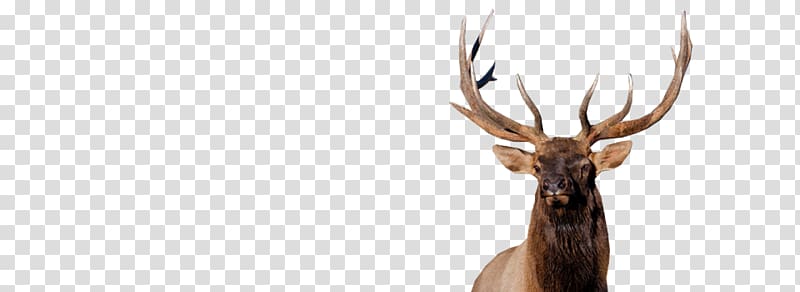 Moose, elk transparent background PNG clipart
