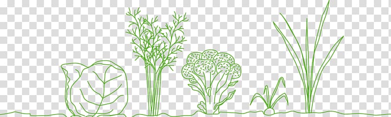 Grasses Floral design Vase Ecosystem, Romanesco Broccoli transparent background PNG clipart