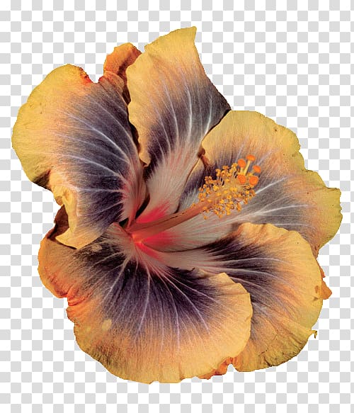Hibiscus, Angelica Pickles transparent background PNG clipart