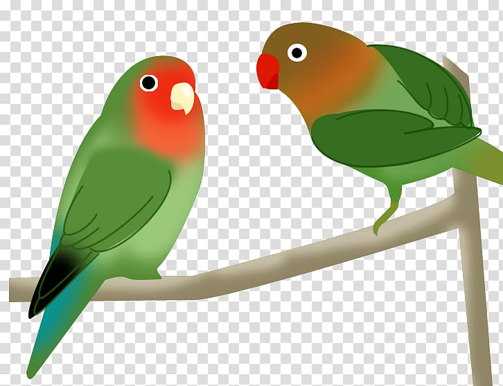 Budgerigar Lovebird Parakeet Beak Pet, Tropic Bird transparent background PNG clipart