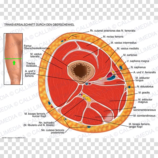 Nerve Thigh Coronal plane Transverse plane Cross-sectional data, others transparent background PNG clipart