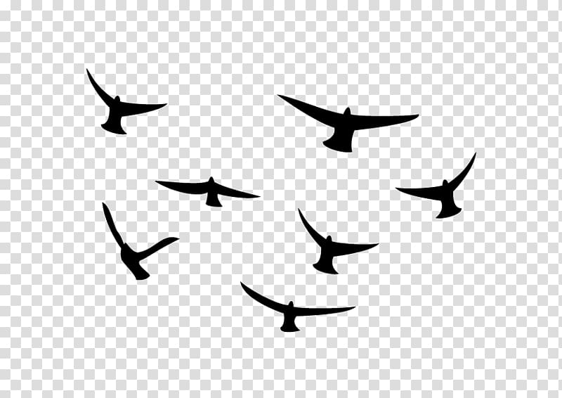 Beak Bird migration Line , Bird transparent background PNG clipart