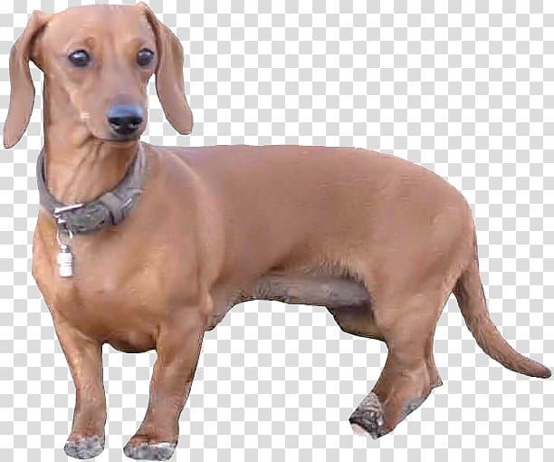 Dachshund Redbone Coonhound Dog breed Companion dog Longdog, welpen transparent background PNG clipart